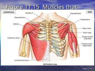 Figure 11.15 Muscles that
Figure 11.15 Muscles that
Move the Arm
Move the Arm
Figure 11.15b
 