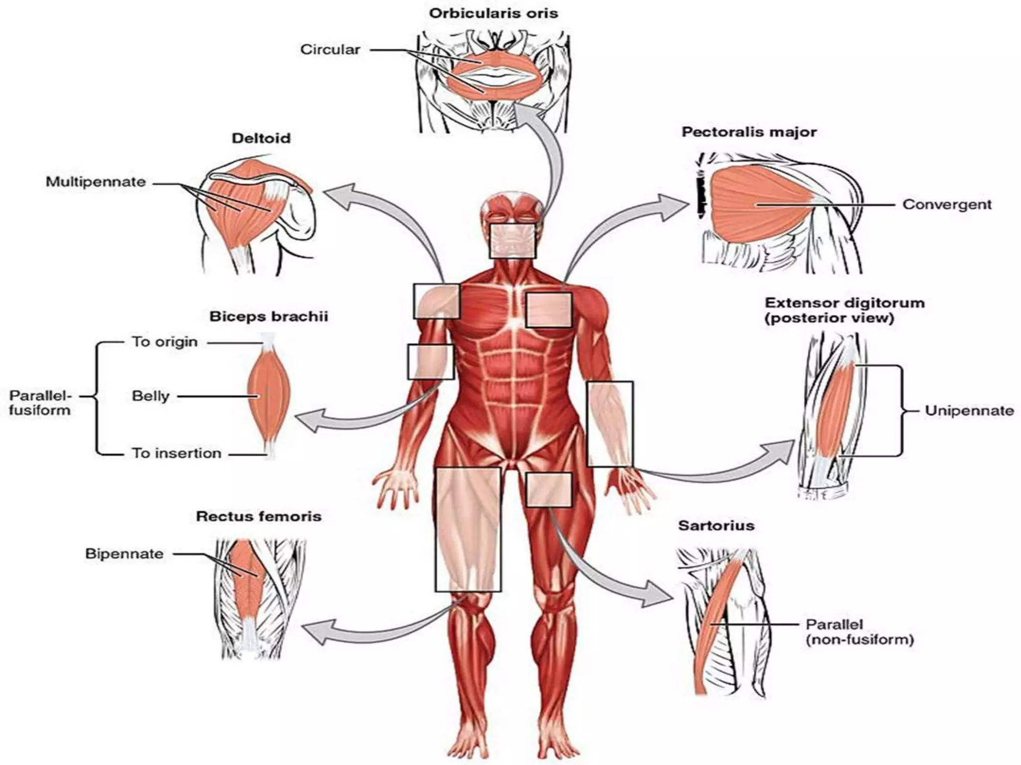skeletal muscles physical and chemical changes during muscle ...