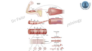 Skeletal Muscle strcuture_Physiological properties | PDF