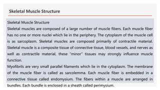 Skeletal Muscle Structure
Skeletal Muscle Structure
Skeletal muscles are composed of a large number of muscle fibers. Each muscle fiber
has no one or more nuclei which lie in the periphery. The cytoplasm of the muscle cell
is as sarcoplasm. Skeletal muscles are composed primarily of contractile material.
Skeletal muscle is a composite tissue of connective tissue, blood vessels, and nerves as
well as contractile material, these “minor” tissues may strongly influence muscle
function.
Myofibrils are very small parallel filaments which lie in the cytoplasm. The membrane
of the muscle fiber is called as sarcolemma. Each muscle fiber is embedded in a
connective tissue called endomysium. The fibers within a muscle are arranged in
bundles. Each bundle is enclosed in a sheath called perimysium.