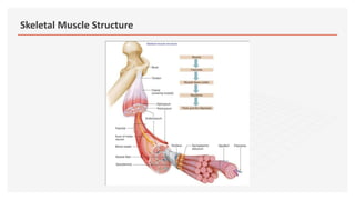 Skeletal Muscle Structure