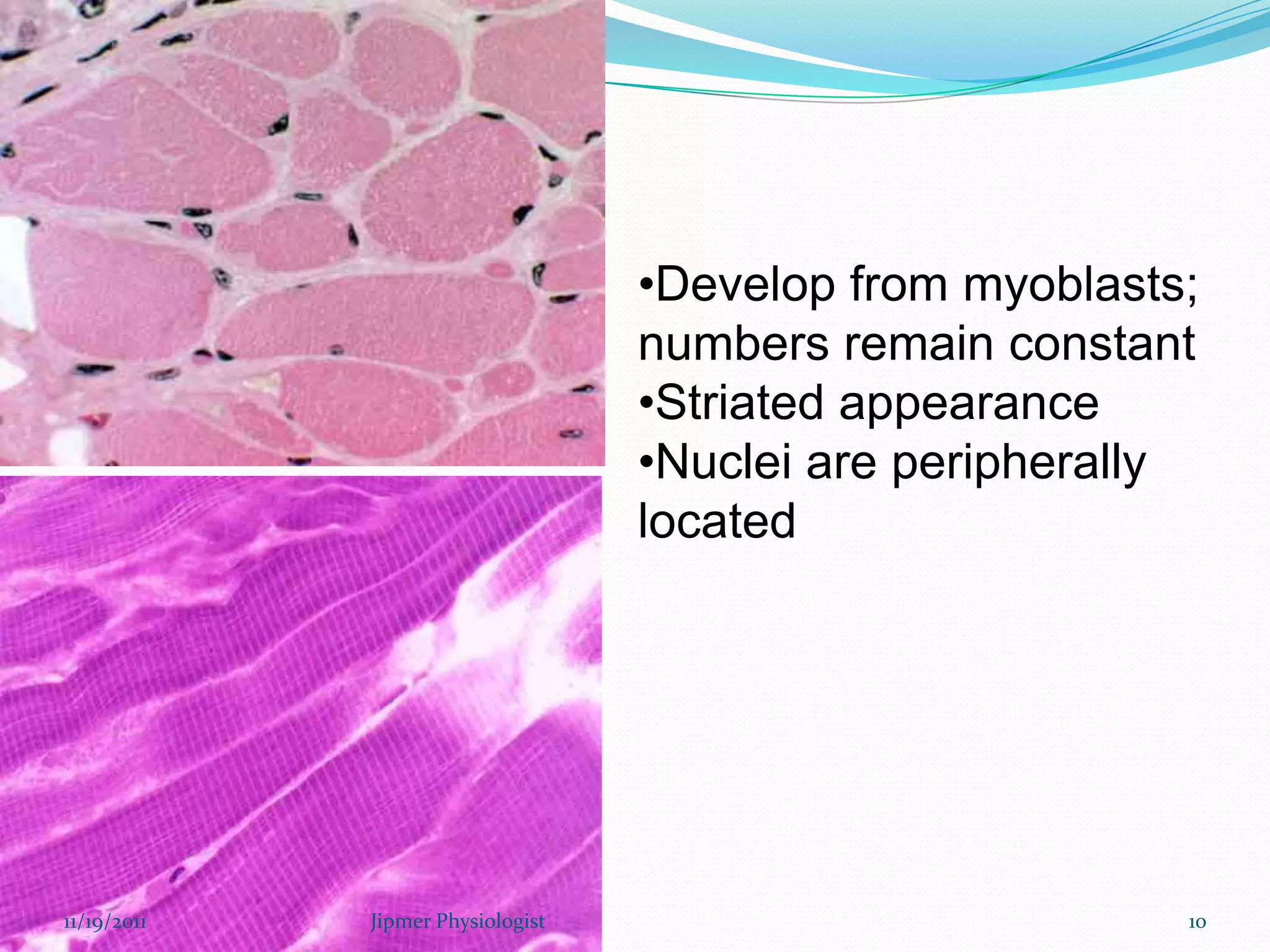 •Develop from myoblasts;
numbers remain constant
•Striated appearance
•Nuclei are peripherally
located
11/19/2011 10Jipmer Physiologist
 
