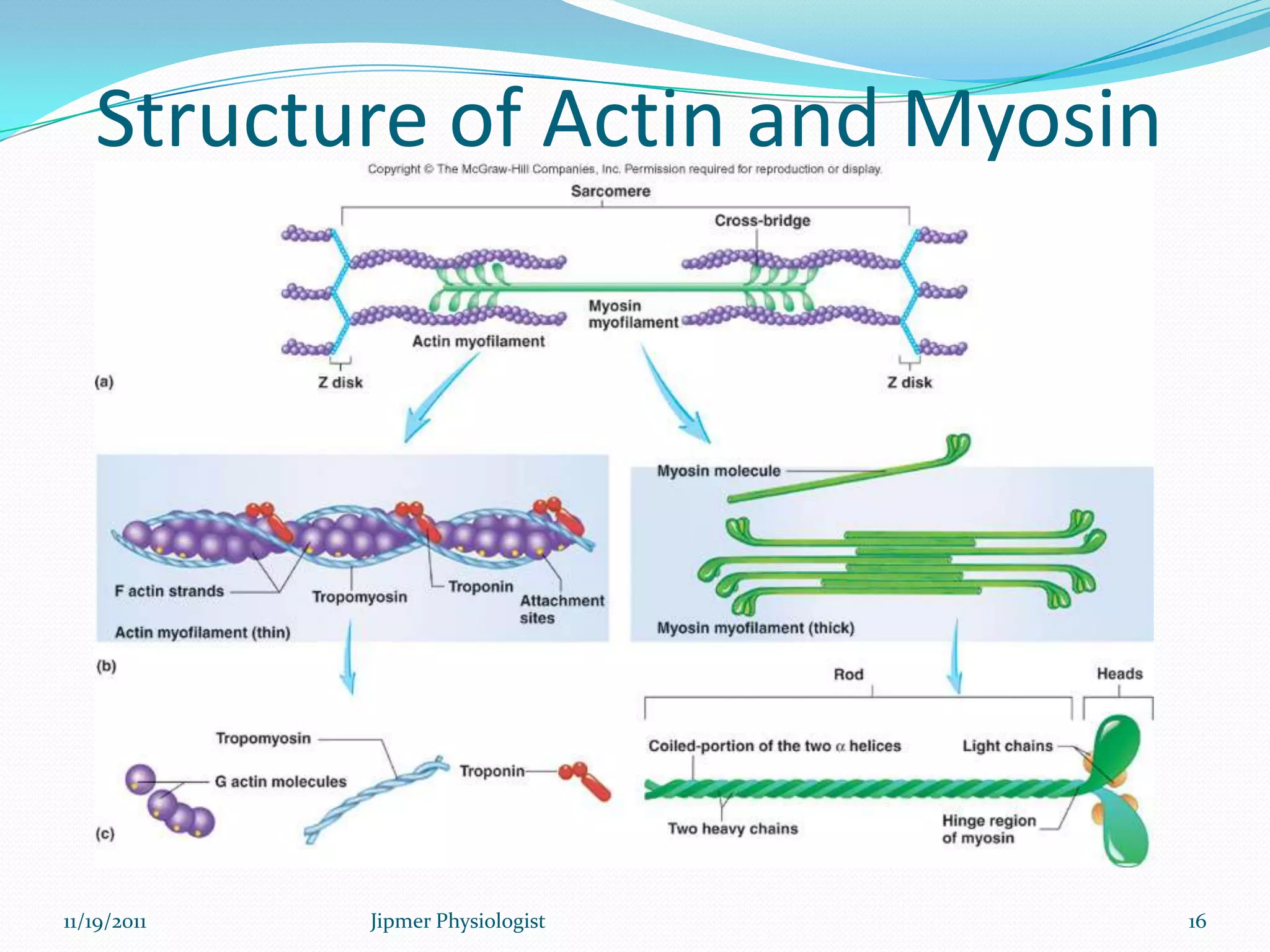 Structure of Actin and Myosin
11/19/2011 16Jipmer Physiologist
 