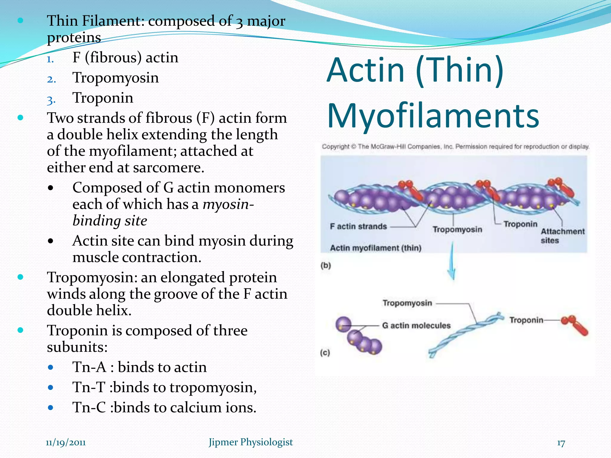 Actin (Thin)
Myofilaments
 Thin Filament: composed of 3 major
proteins
1. F (fibrous) actin
2. Tropomyosin
3. Troponin
 Two strands of fibrous (F) actin form
a double helix extending the length
of the myofilament; attached at
either end at sarcomere.
 Composed of G actin monomers
each of which has a myosin-
binding site
 Actin site can bind myosin during
muscle contraction.
 Tropomyosin: an elongated protein
winds along the groove of the F actin
double helix.
 Troponin is composed of three
subunits:
 Tn-A : binds to actin
 Tn-T :binds to tropomyosin,
 Tn-C :binds to calcium ions.
11/19/2011 17Jipmer Physiologist
 