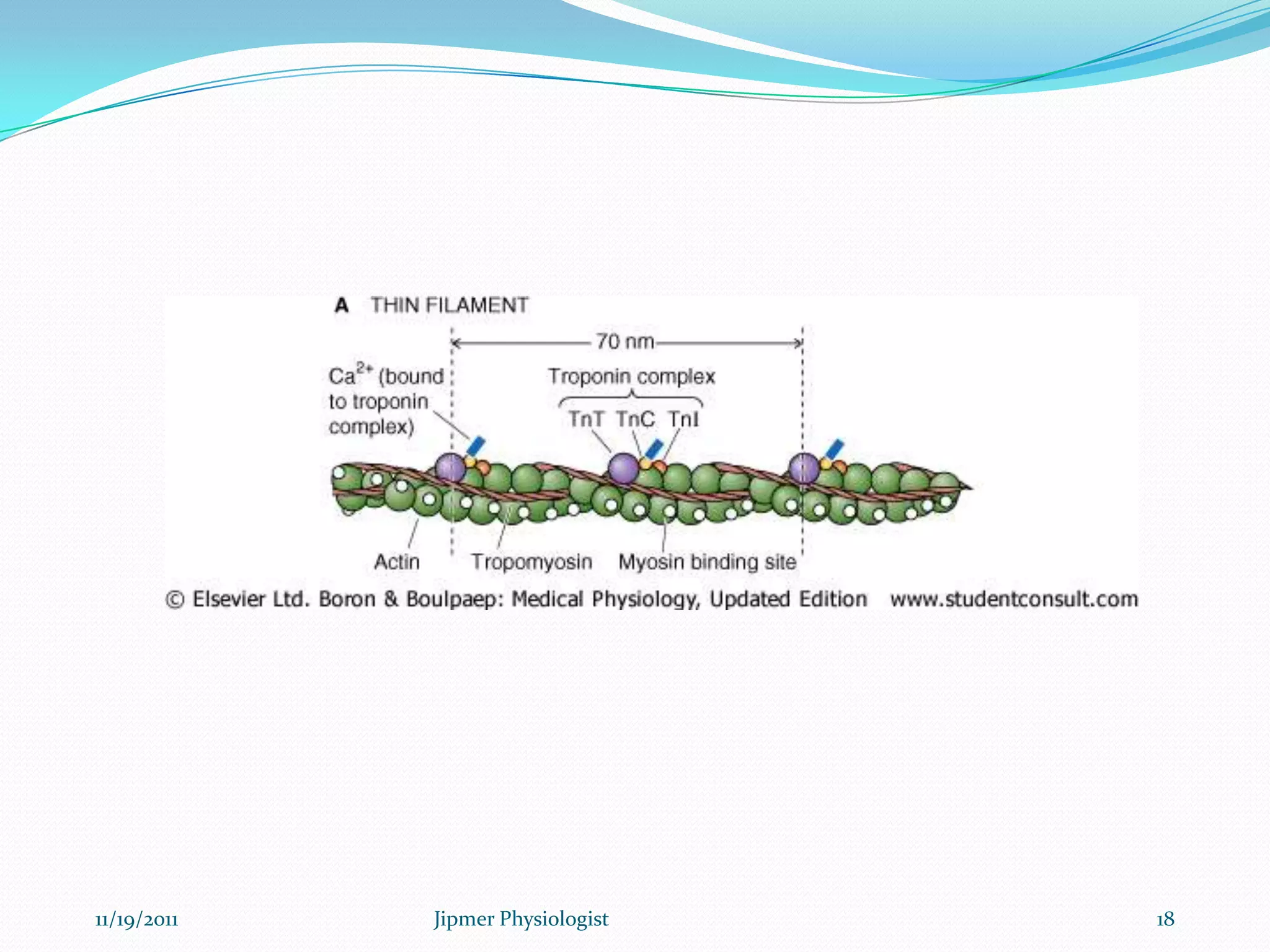 11/19/2011 18Jipmer Physiologist
 