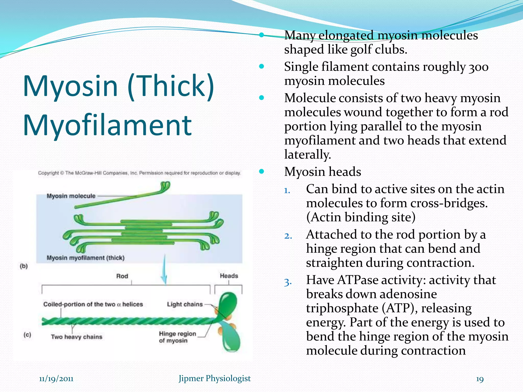 Myosin (Thick)
Myofilament
 Many elongated myosin molecules
shaped like golf clubs.
 Single filament contains roughly 300
myosin molecules
 Molecule consists of two heavy myosin
molecules wound together to form a rod
portion lying parallel to the myosin
myofilament and two heads that extend
laterally.
 Myosin heads
1. Can bind to active sites on the actin
molecules to form cross-bridges.
(Actin binding site)
2. Attached to the rod portion by a
hinge region that can bend and
straighten during contraction.
3. Have ATPase activity: activity that
breaks down adenosine
triphosphate (ATP), releasing
energy. Part of the energy is used to
bend the hinge region of the myosin
molecule during contraction
11/19/2011 19Jipmer Physiologist
 