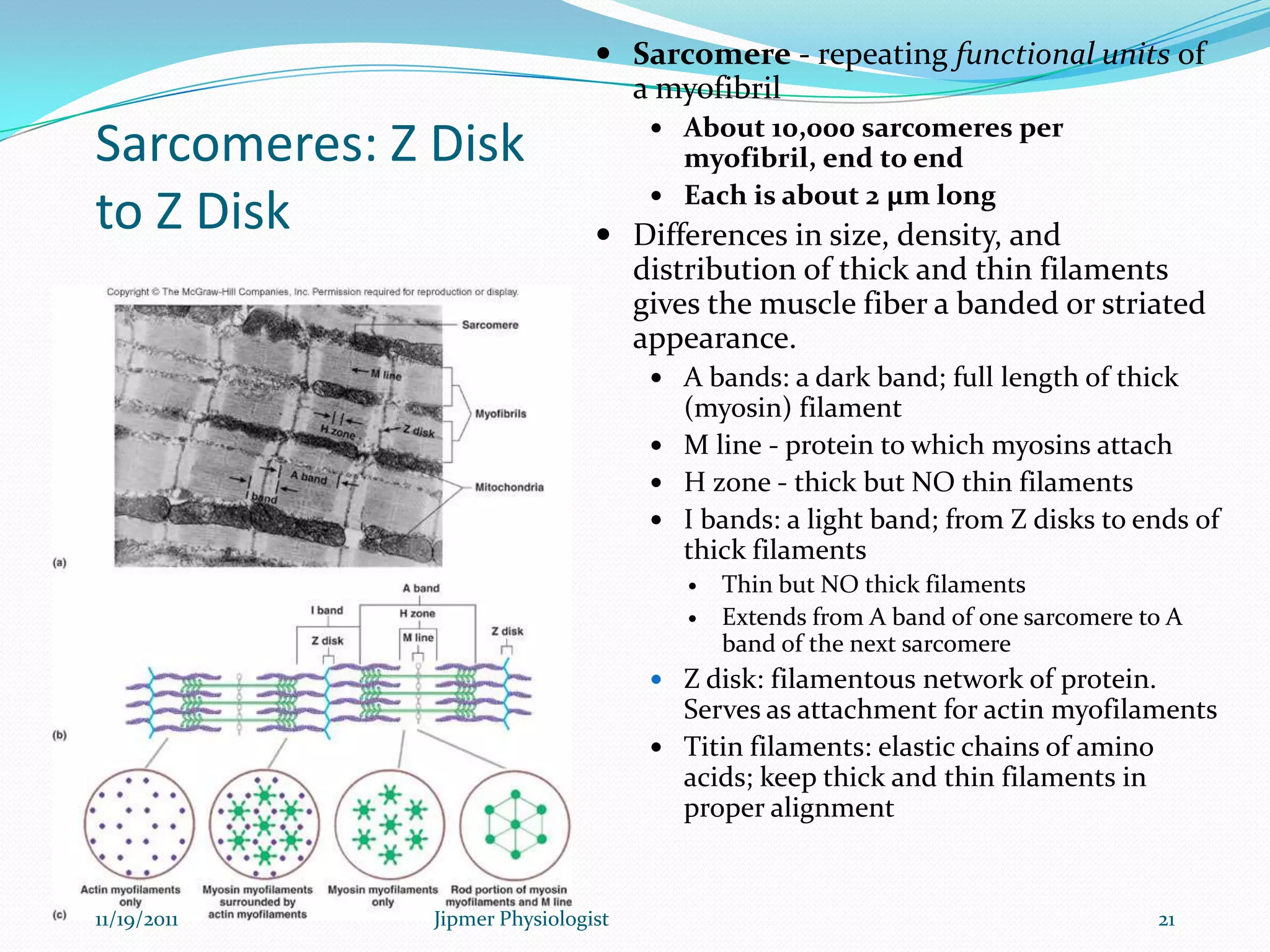 Sarcomeres: Z Disk
to Z Disk
 Sarcomere - repeating functional units of
a myofibril
 About 10,000 sarcomeres per
myofibril, end to end
 Each is about 2 µm long
 Differences in size, density, and
distribution of thick and thin filaments
gives the muscle fiber a banded or striated
appearance.
 A bands: a dark band; full length of thick
(myosin) filament
 M line - protein to which myosins attach
 H zone - thick but NO thin filaments
 I bands: a light band; from Z disks to ends of
thick filaments
 Thin but NO thick filaments
 Extends from A band of one sarcomere to A
band of the next sarcomere
 Z disk: filamentous network of protein.
Serves as attachment for actin myofilaments
 Titin filaments: elastic chains of amino
acids; keep thick and thin filaments in
proper alignment
11/19/2011 21Jipmer Physiologist
 