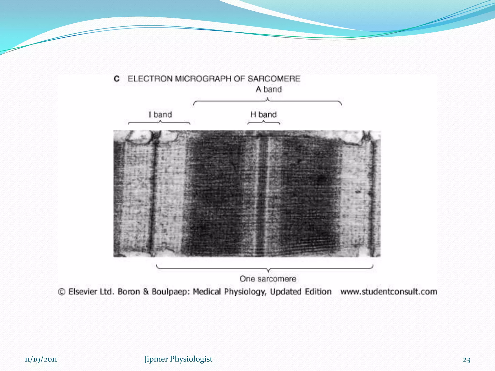 11/19/2011 23Jipmer Physiologist
 