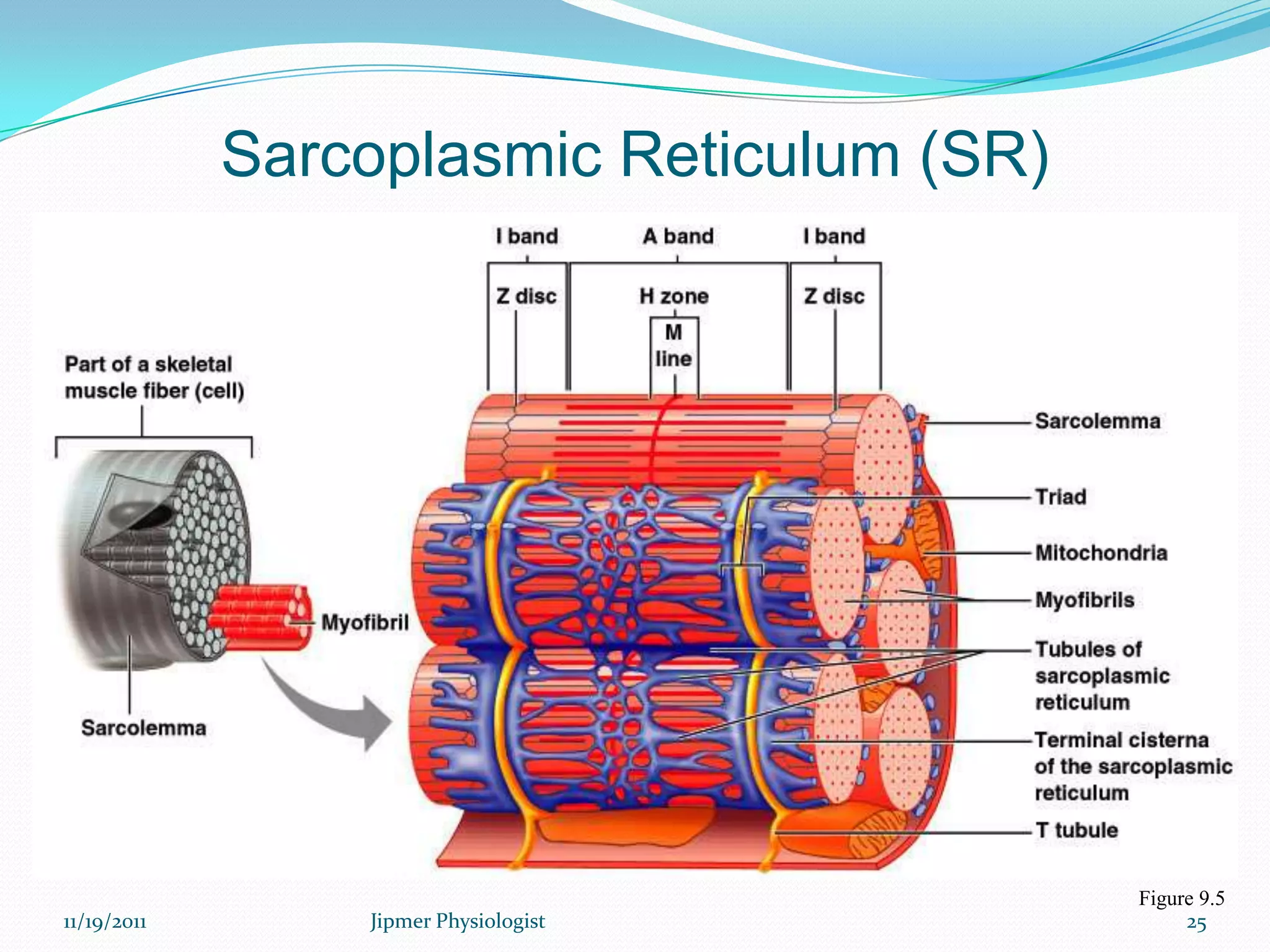 Sarcoplasmic Reticulum (SR)
Figure 9.5
11/19/2011 25Jipmer Physiologist
 