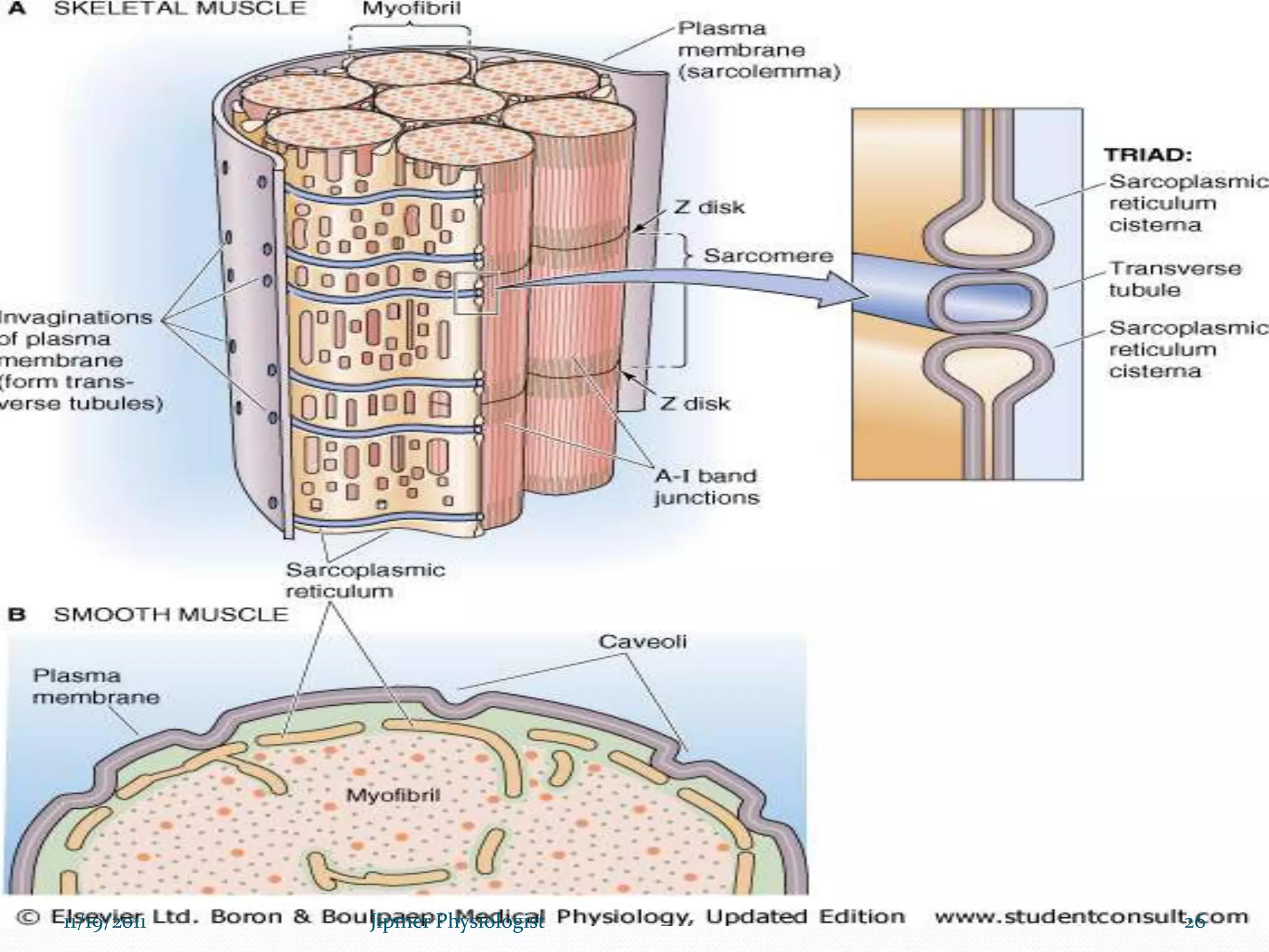 11/19/2011 26Jipmer Physiologist
 