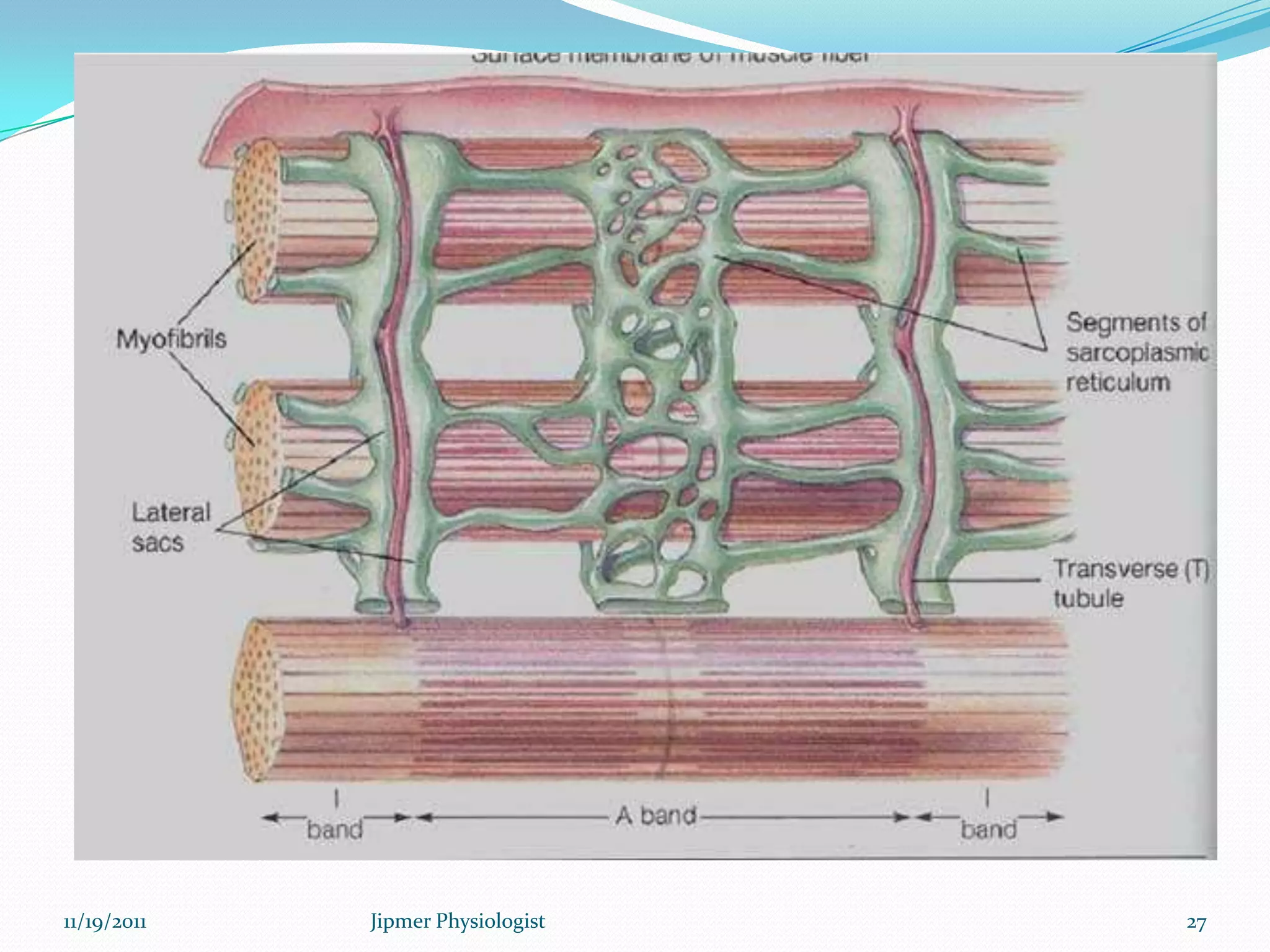 11/19/2011 27Jipmer Physiologist
 