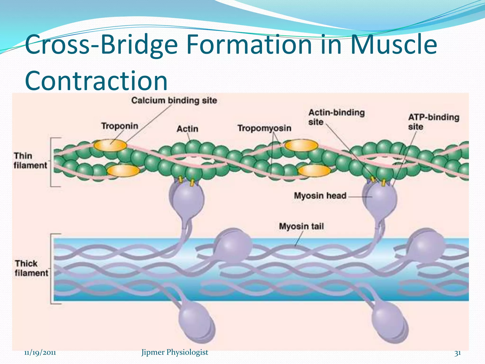 Cross-Bridge Formation in Muscle
Contraction
11/19/2011 31Jipmer Physiologist
 