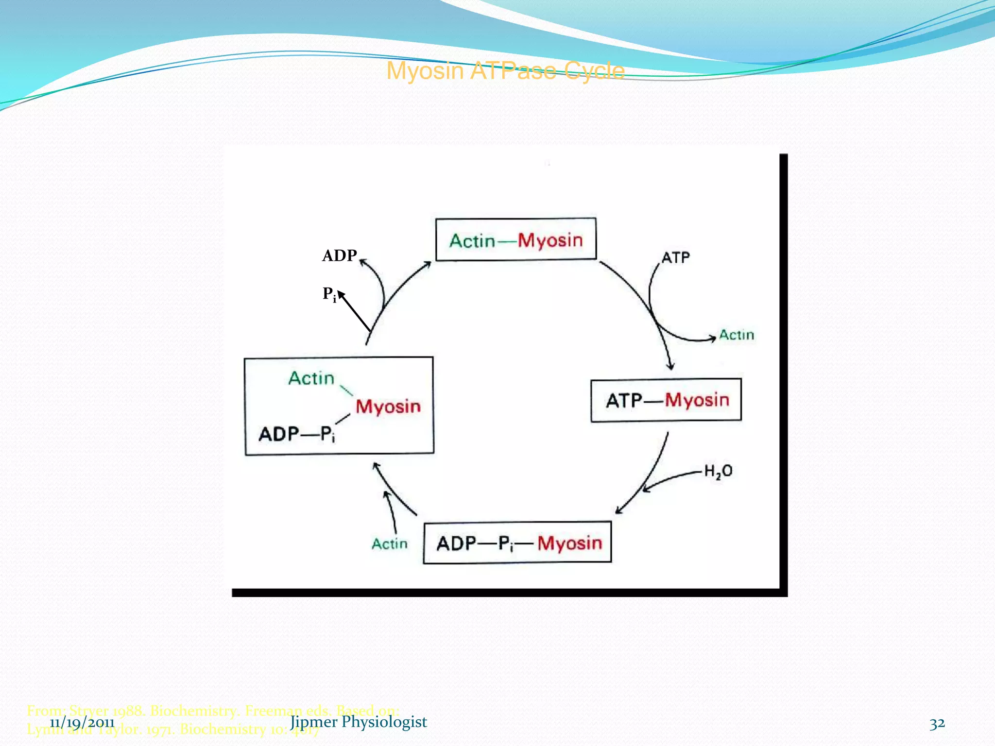 Myosin ATPase Cycle
From: Stryer 1988. Biochemistry. Freeman eds. Based on:
Lymn and Taylor. 1971. Biochemistry 10: 4617
Pi
ADP
11/19/2011 32Jipmer Physiologist
 