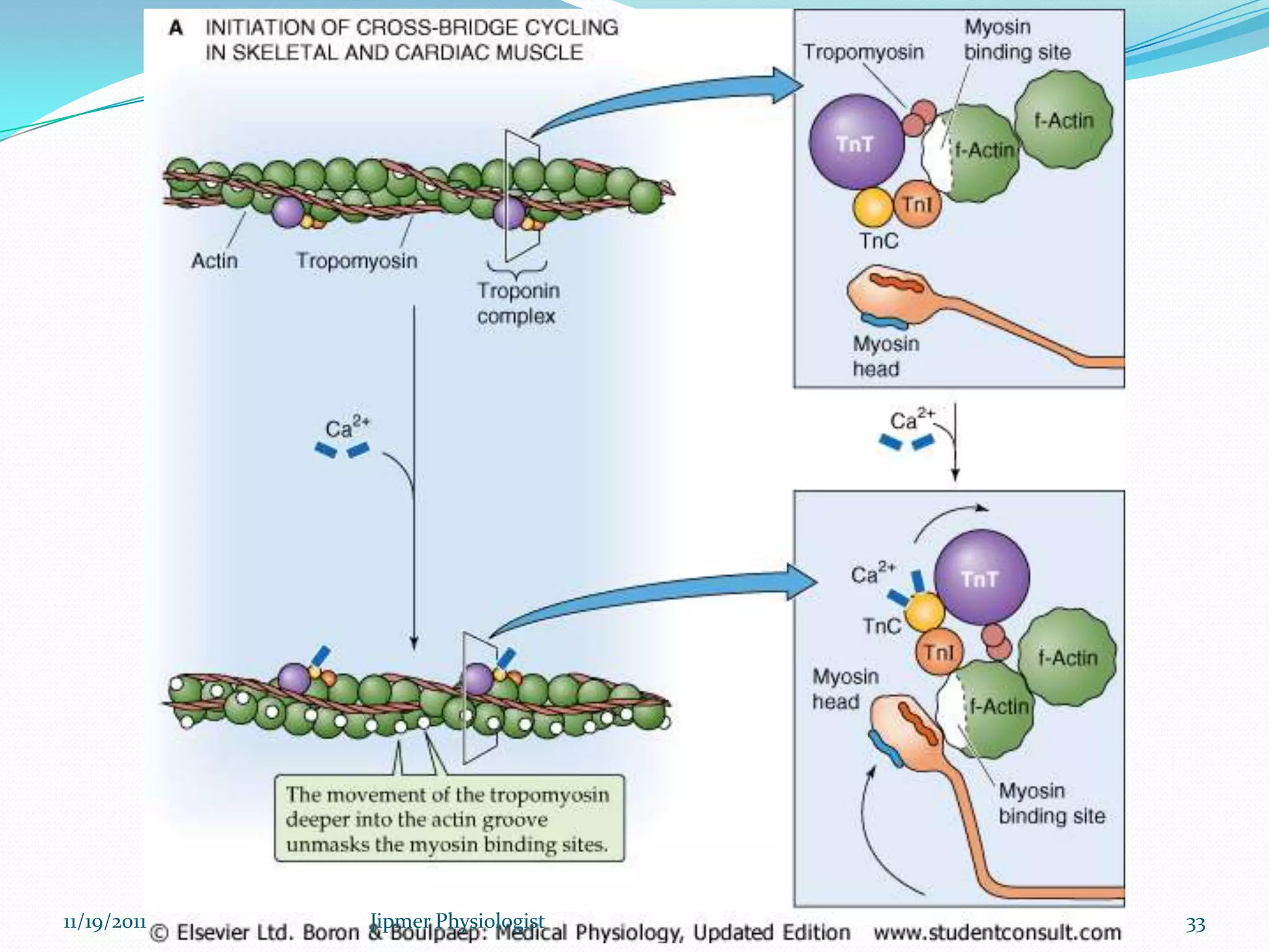 11/19/2011 33Jipmer Physiologist
 