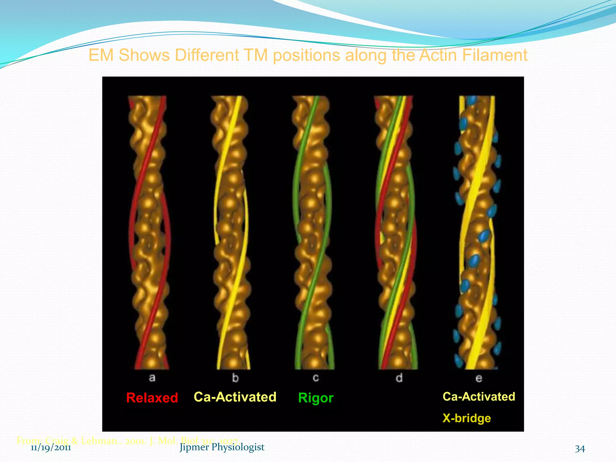 EM Shows Different TM positions along the Actin Filament
Relaxed Ca-Activated Rigor Ca-Activated
X-bridge
From: Craig & Lehman.. 2001. J. Mol. Biol 311: 1027.
11/19/2011 34Jipmer Physiologist
 