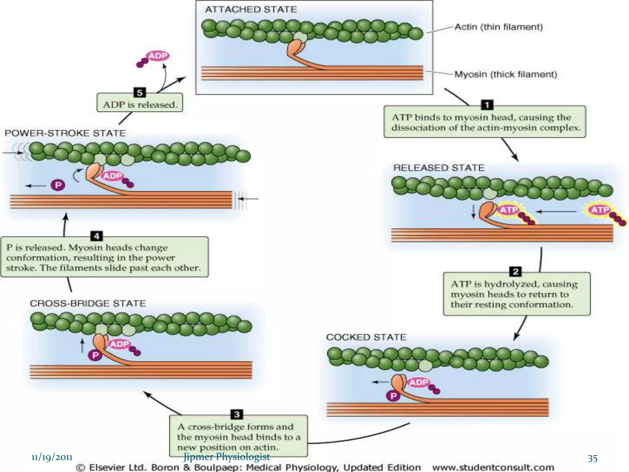 11/19/2011 35Jipmer Physiologist
 