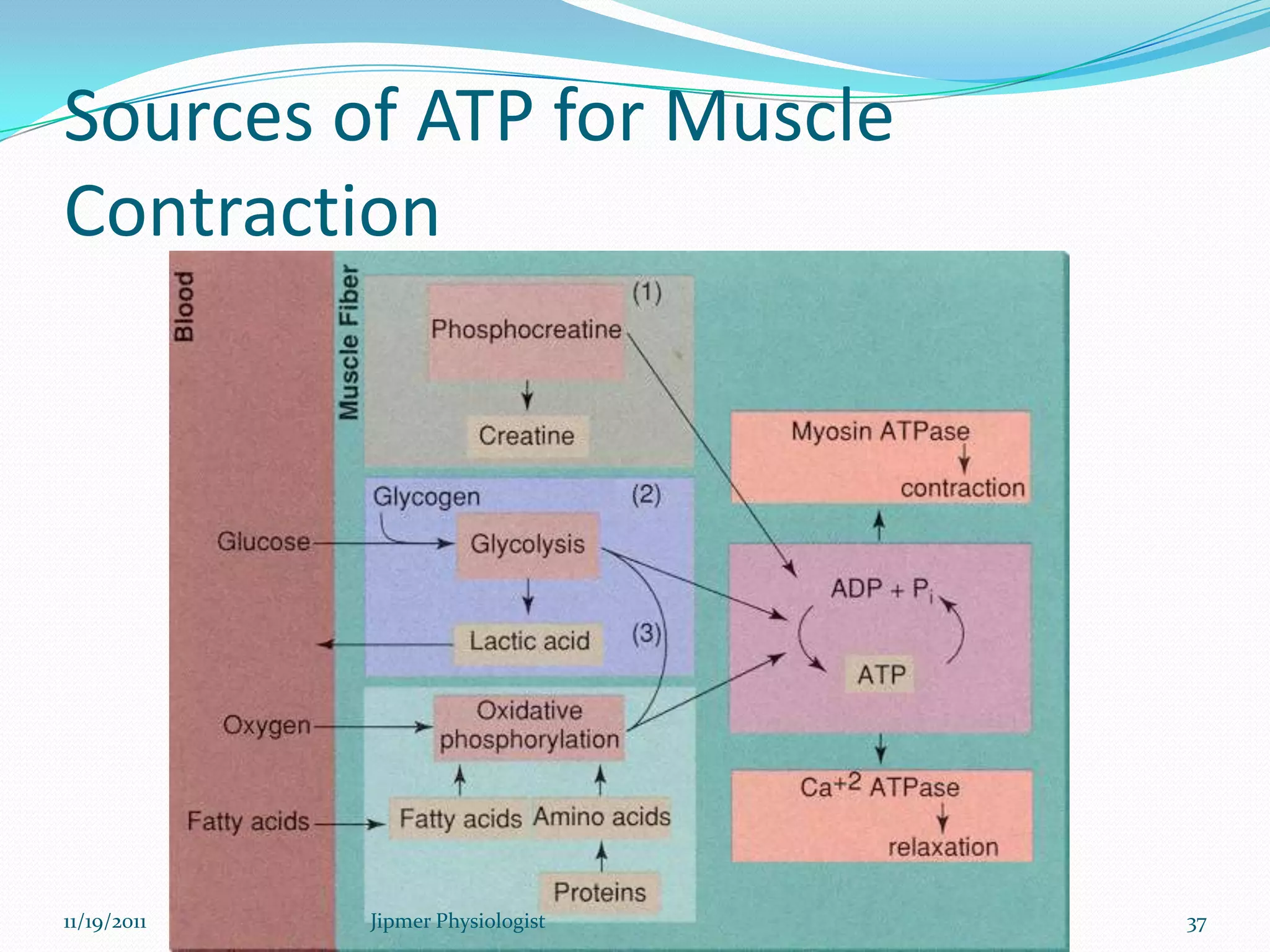 Sources of ATP for Muscle
Contraction
11/19/2011 37Jipmer Physiologist
 