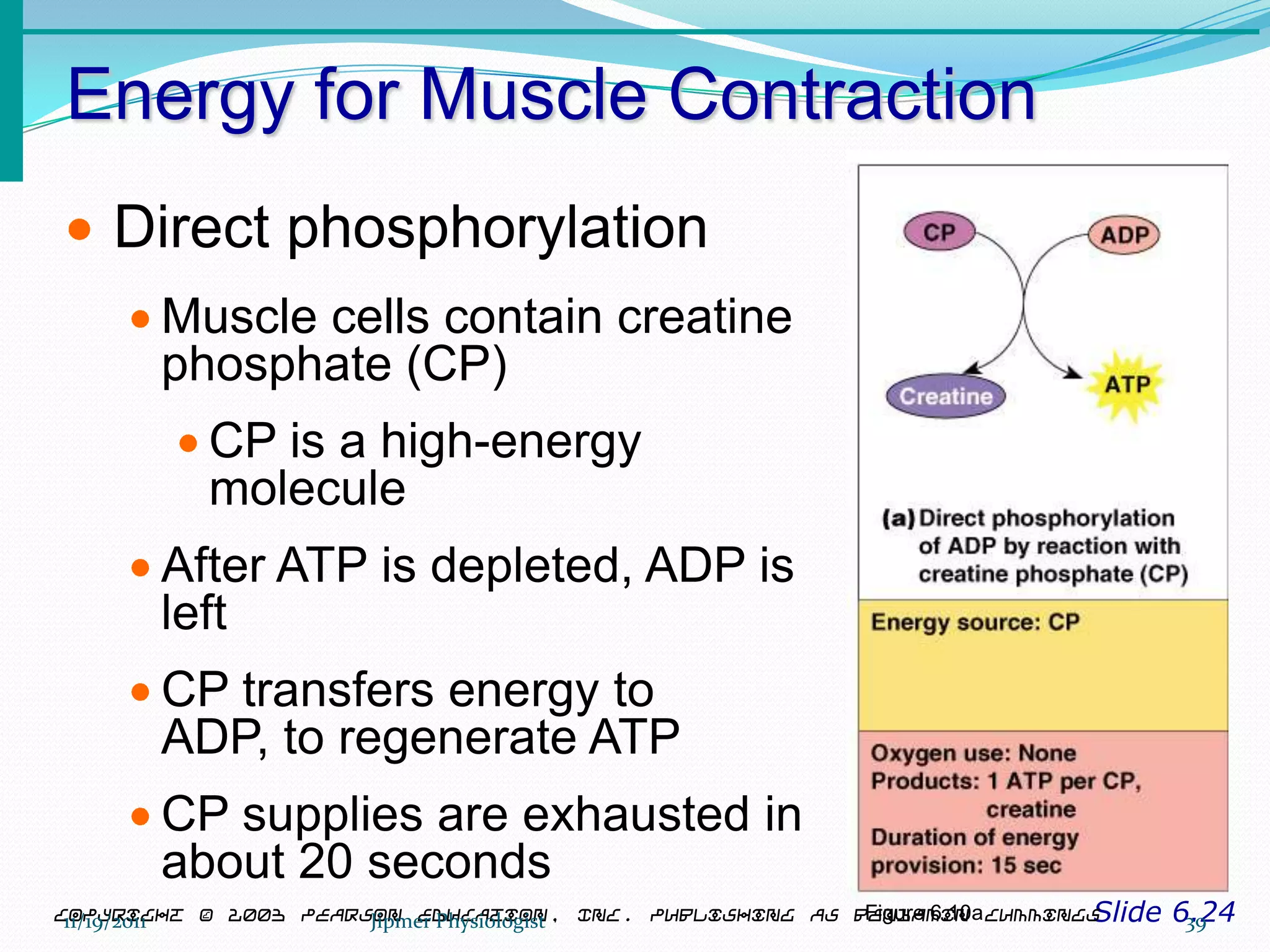 Energy for Muscle Contraction
Slide 6.24Copyright © 2003 Pearson Education, Inc. publishing as Benjamin Cummings
Direct phosphorylation
Muscle cells contain creatine
phosphate (CP)
CP is a high-energy
molecule
After ATP is depleted, ADP is
left
CP transfers energy to
ADP, to regenerate ATP
CP supplies are exhausted in
about 20 seconds
Figure 6.10a11/19/2011 39Jipmer Physiologist
 