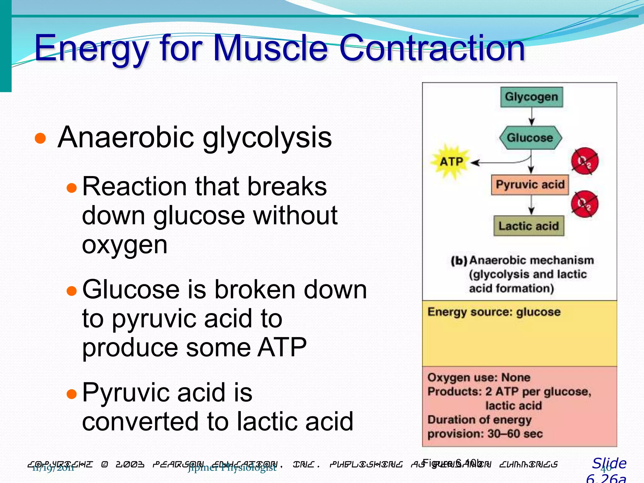 Energy for Muscle Contraction
SlideCopyright © 2003 Pearson Education, Inc. publishing as Benjamin Cummings
Anaerobic glycolysis
Reaction that breaks
down glucose without
oxygen
Glucose is broken down
to pyruvic acid to
produce some ATP
Pyruvic acid is
converted to lactic acid
Figure 6.10b11/19/2011 40Jipmer Physiologist
 
