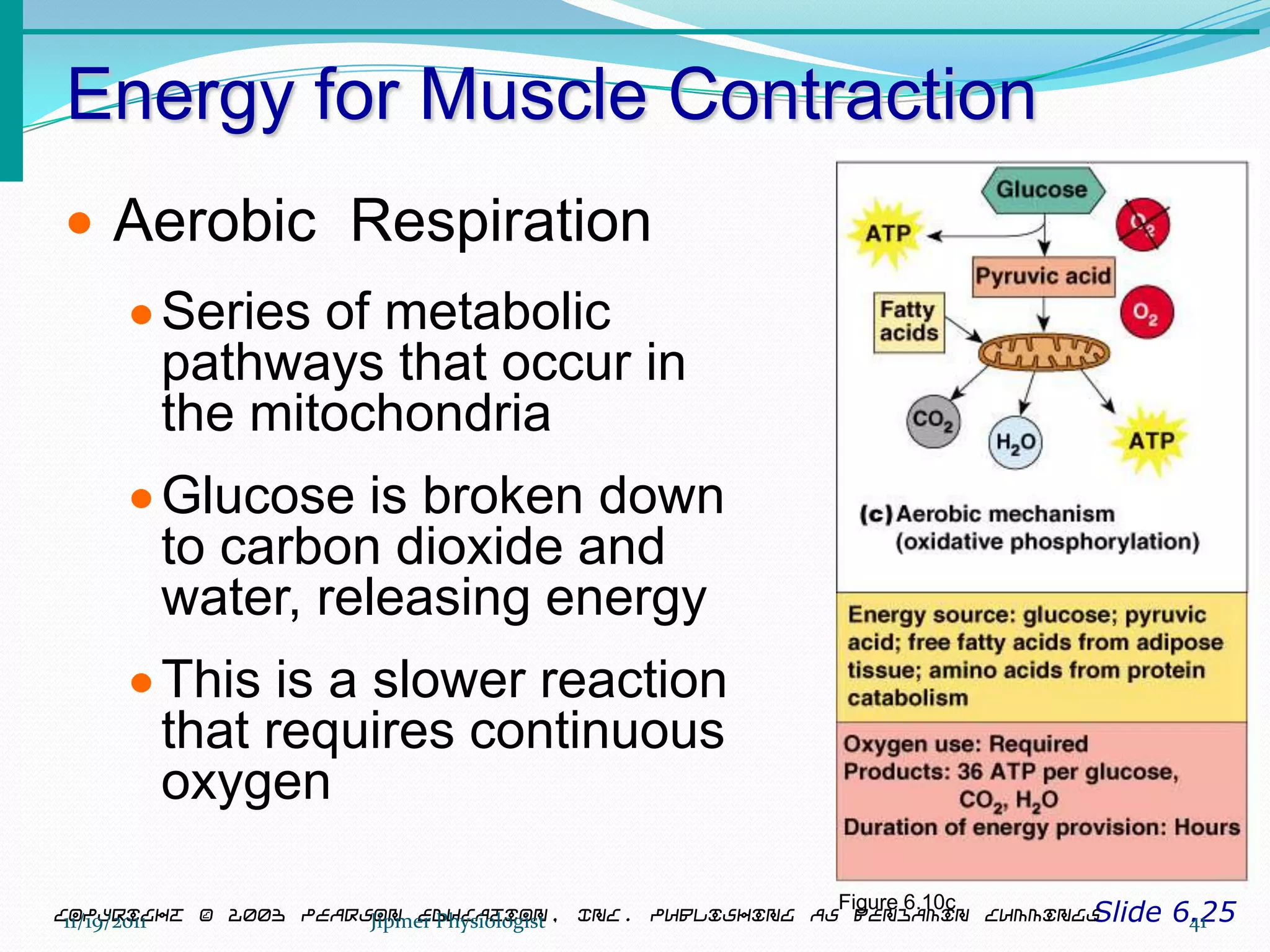 Energy for Muscle Contraction
Slide 6.25Copyright © 2003 Pearson Education, Inc. publishing as Benjamin Cummings
Aerobic Respiration
Series of metabolic
pathways that occur in
the mitochondria
Glucose is broken down
to carbon dioxide and
water, releasing energy
This is a slower reaction
that requires continuous
oxygen
Figure 6.10c
11/19/2011 41Jipmer Physiologist
 