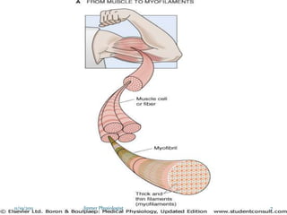 Skeletalmusclestructurefunction09 11-2011-111120005142-phpapp01 | PDF