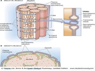 Skeletal muscle structure & function | PPTX
