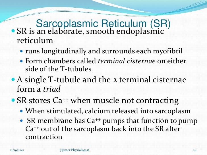 a research on the structure and role of the sarcoplasmic reticulum sr Pharmacological modulation of sarcoplasmic reticulum function in smooth muscle adrian hui, and ismail laher ferring research institute, inc, ferring pharmaceuticals, san diego, california (rl) and department of pharmacology and perinuclear portion of the sr may play an important role in nuclear transcription in this review, we. a research on the structure and role of the sarcoplasmic reticulum sr Pharmacological modulation of sarcoplasmic reticulum function in smooth muscle adrian hui, and ismail laher ferring research institute, inc, ferring pharmaceuticals, san diego, california (rl) and department of pharmacology and perinuclear portion of the sr may play an important role in nuclear transcription in this review, we.