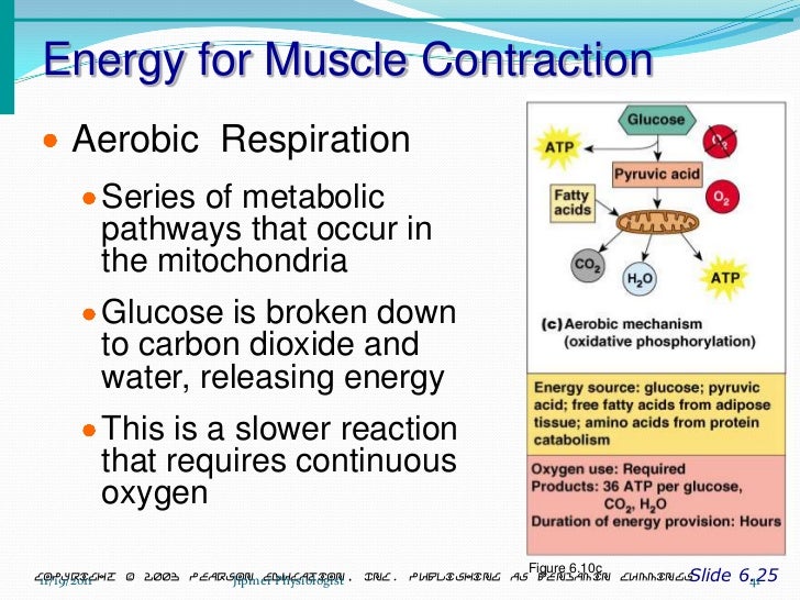 Skeletal muscle structure & function