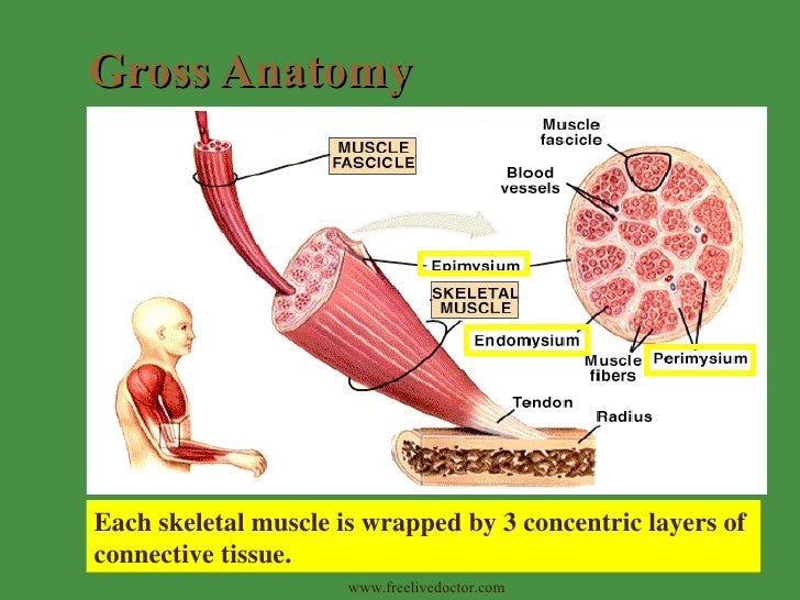 Skeletal Muscle Tissue And Organization