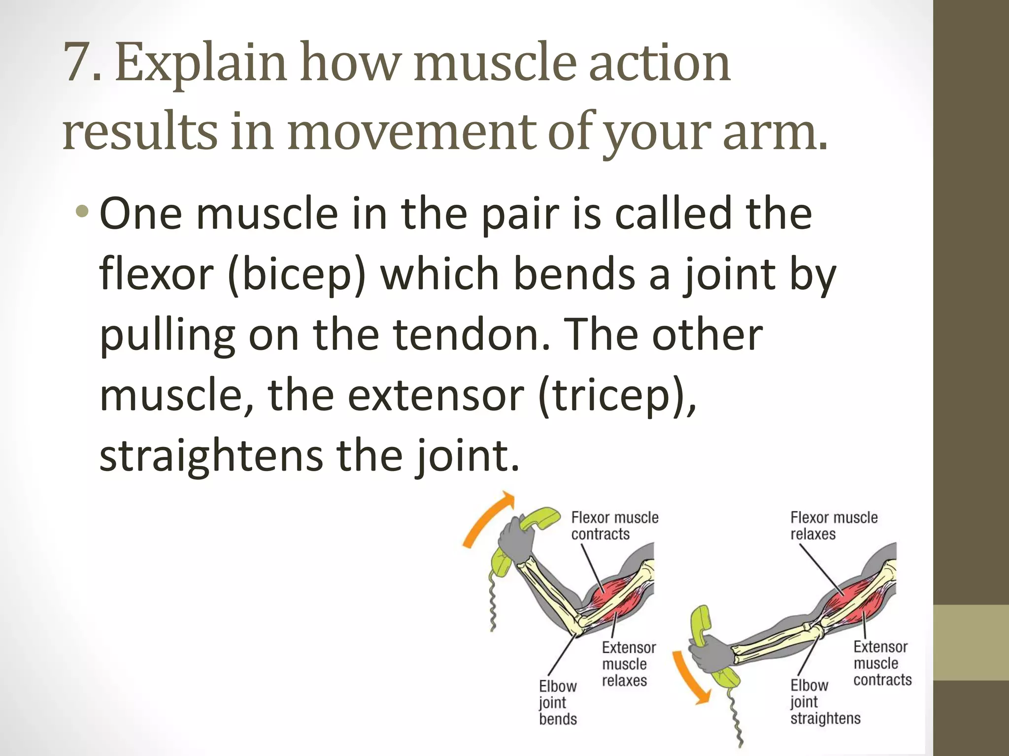 7. Explain how muscle action
results in movement of your arm.
•One muscle in the pair is called the
flexor (bicep) which bends a joint by
pulling on the tendon. The other
muscle, the extensor (tricep),
straightens the joint.
