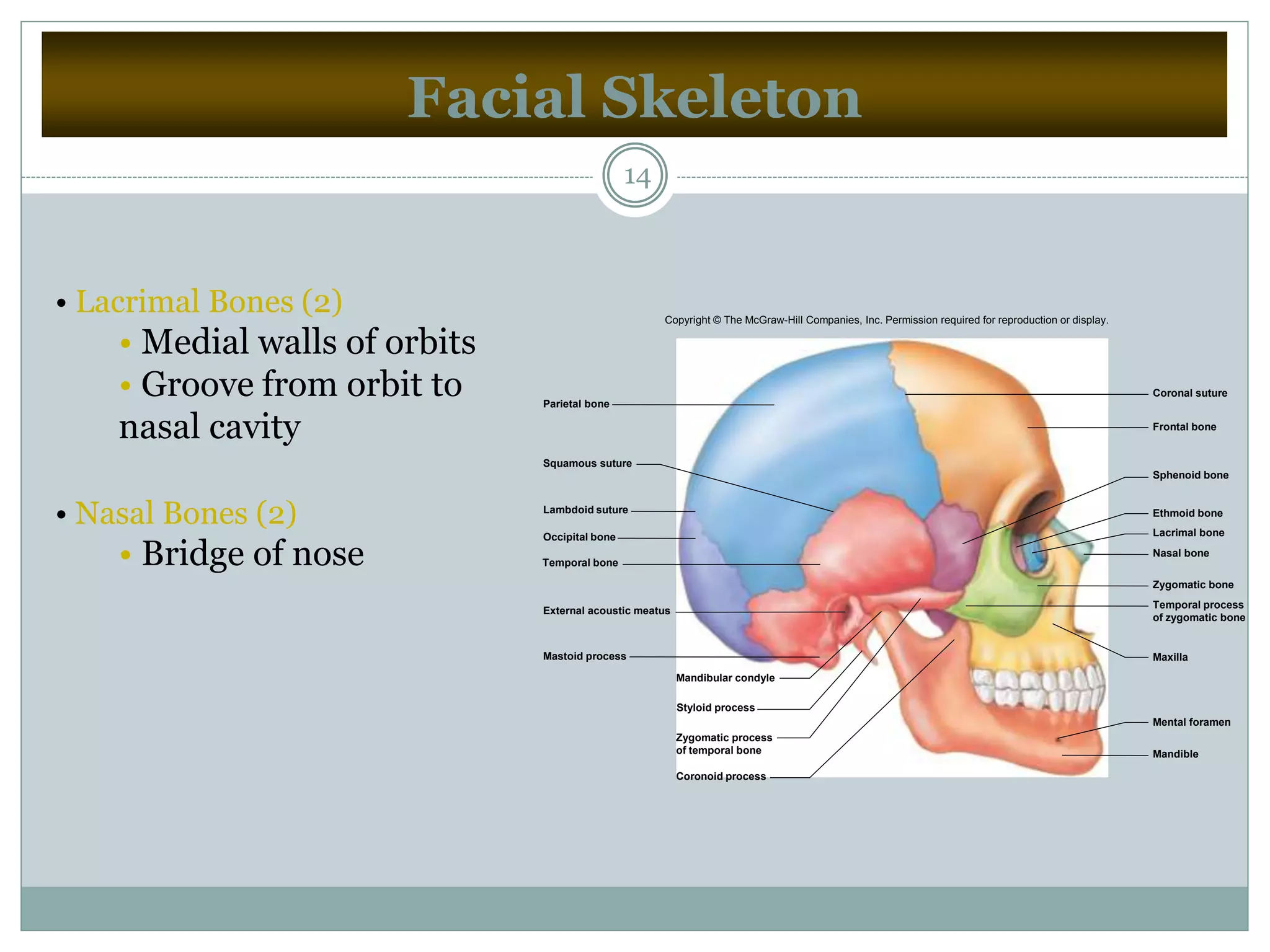 Facial Skeleton
14
• Lacrimal Bones (2)
• Medial walls of orbits
• Groove from orbit to
nasal cavity
• Nasal Bones (2)
• Bridge of nose
Coronal suture
Frontal bone
Sphenoid bone
Ethmoid bone
Lacrimal bone
Nasal bone
Zygomatic bone
Maxilla
Mental foramen
Mandible
Coronoid process
Styloid process
Mandibular condyle
Mastoid process
External acoustic meatus
Temporal process
of zygomatic bone
Zygomatic process
of temporal bone
Occipital bone
Temporal bone
Parietal bone
Lambdoid suture
Squamous suture
Copyright © The McGraw-Hill Companies, Inc. Permission required for reproduction or display.
 