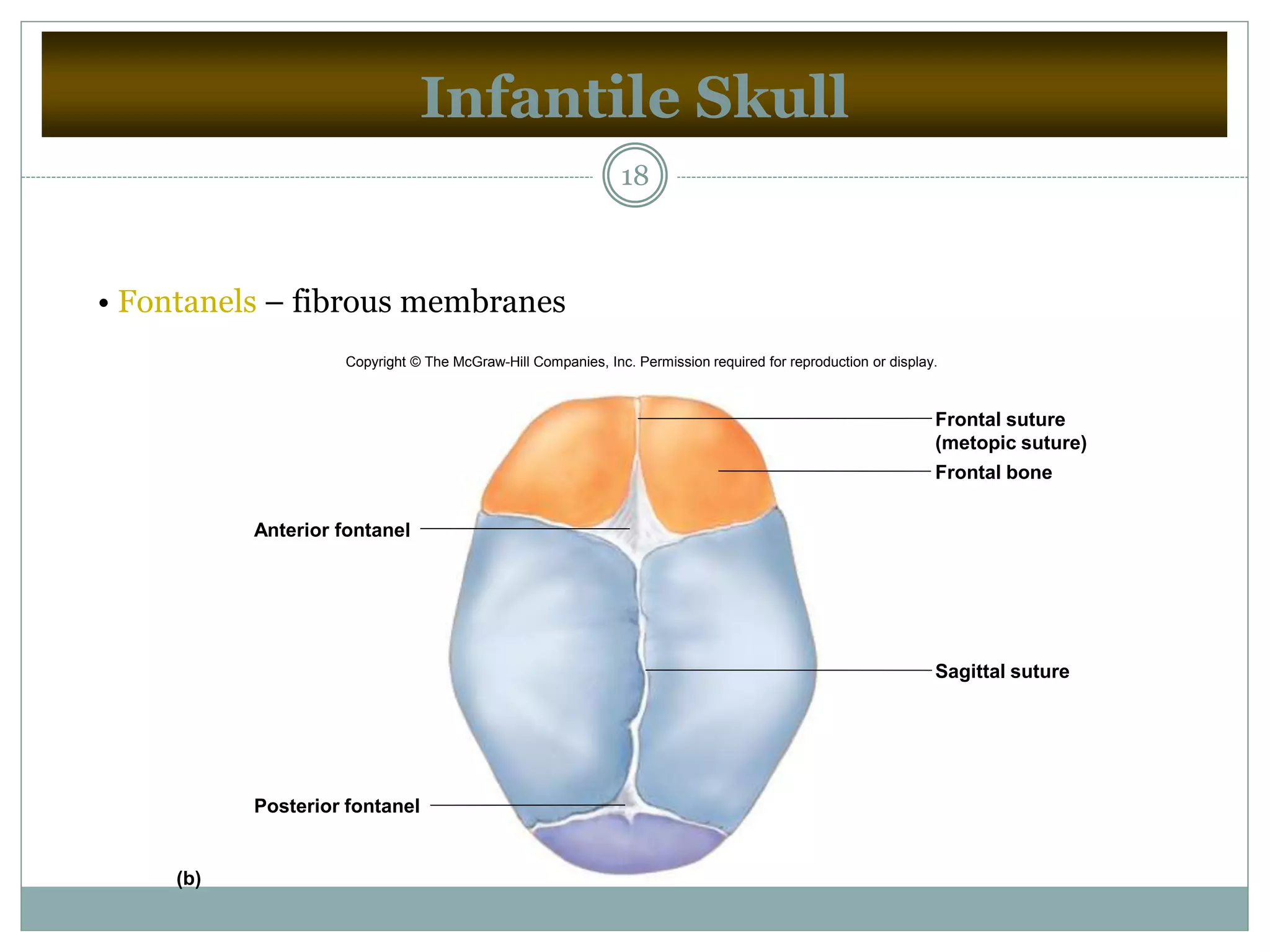 Infantile Skull
18
• Fontanels – fibrous membranes
(b)
Anterior fontanel
Posterior fontanel
Frontal bone
Frontal suture
(metopic suture)
Sagittal suture
Copyright © The McGraw-Hill Companies, Inc. Permission required for reproduction or display.
 