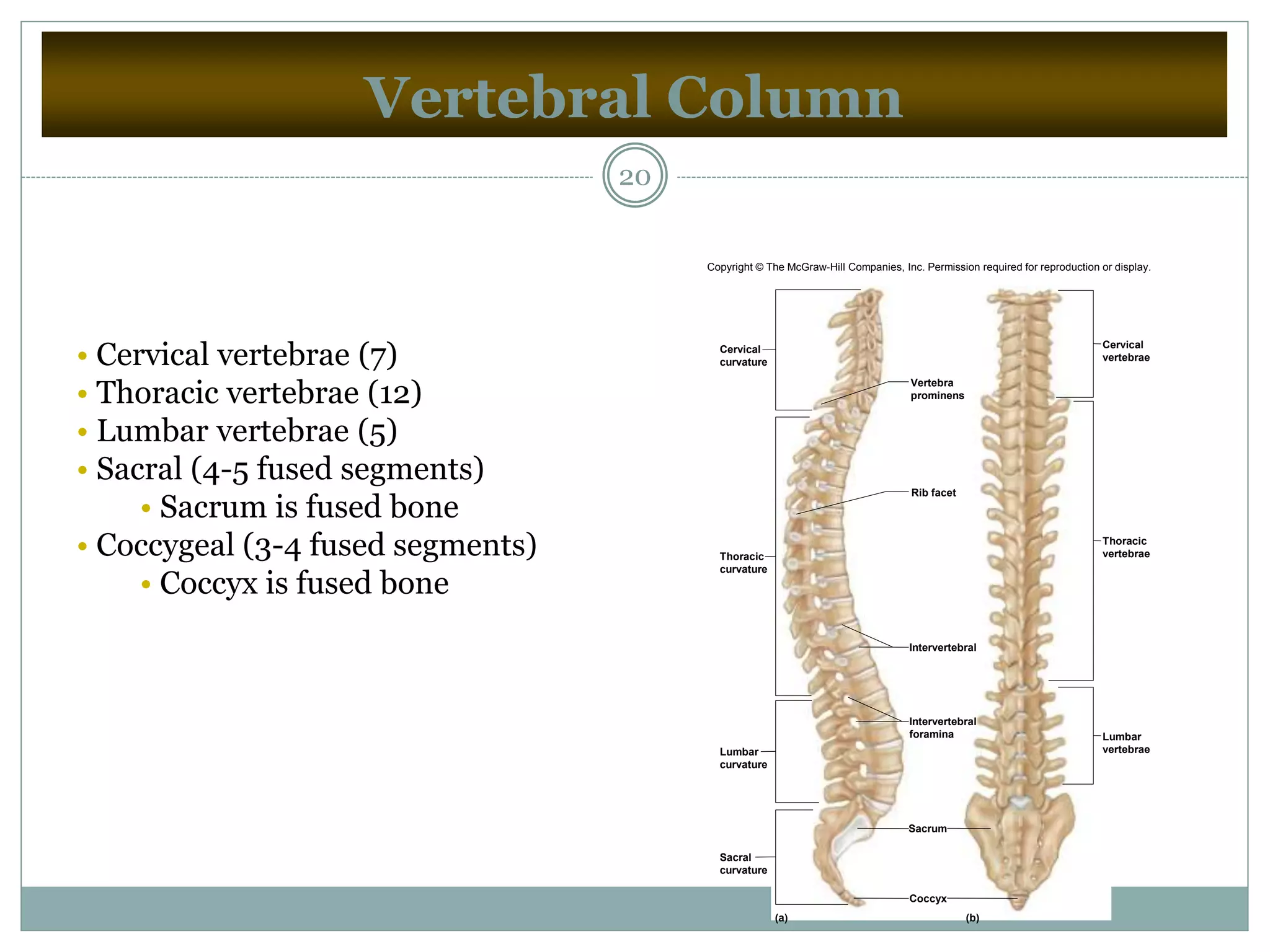 Vertebral Column
20
• Cervical vertebrae (7)
• Thoracic vertebrae (12)
• Lumbar vertebrae (5)
• Sacral (4-5 fused segments)
• Sacrum is fused bone
• Coccygeal (3-4 fused segments)
• Coccyx is fused bone
(b)(a)
Cervical
curvature
Thoracic
curvature
Lumbar
curvature
Lumbar
vertebrae
Thoracic
vertebrae
Cervical
vertebrae
Sacral
curvature
Vertebra
prominens
Rib facet
Intervertebral
Intervertebral
foramina
Sacrum
Coccyx
Copyright © The McGraw-Hill Companies, Inc. Permission required for reproduction or display.
 