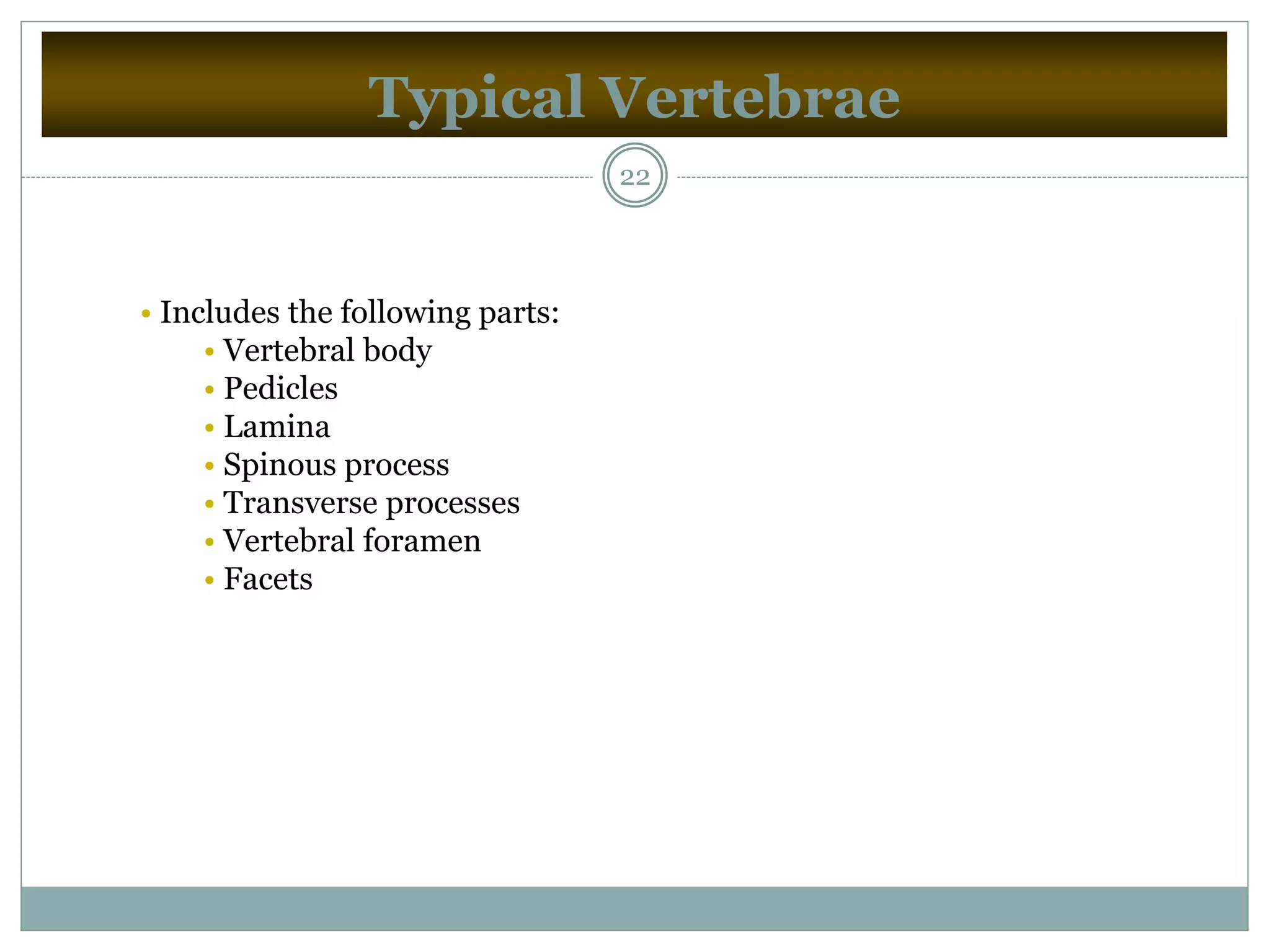 Typical Vertebrae
22
• Includes the following parts:
• Vertebral body
• Pedicles
• Lamina
• Spinous process
• Transverse processes
• Vertebral foramen
• Facets
 