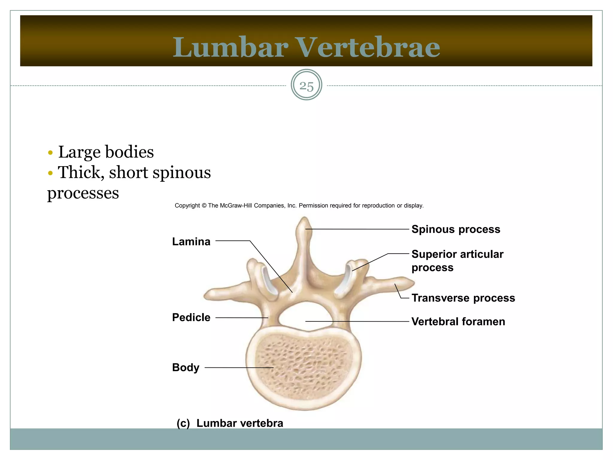 Lumbar Vertebrae
25
• Large bodies
• Thick, short spinous
processes
(c) Lumbar vertebra
Lamina
Pedicle
Body
Vertebral foramen
Spinous process
Superior articular
process
Transverse process
Copyright © The McGraw-Hill Companies, Inc. Permission required for reproduction or display.
 