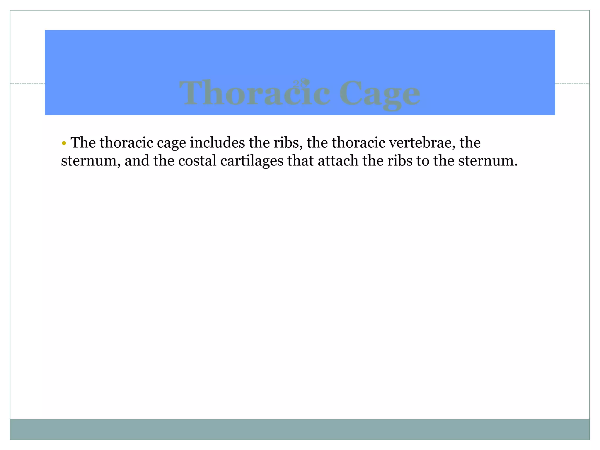 Thoracic Cage
28
• The thoracic cage includes the ribs, the thoracic vertebrae, the
sternum, and the costal cartilages that attach the ribs to the sternum.
 