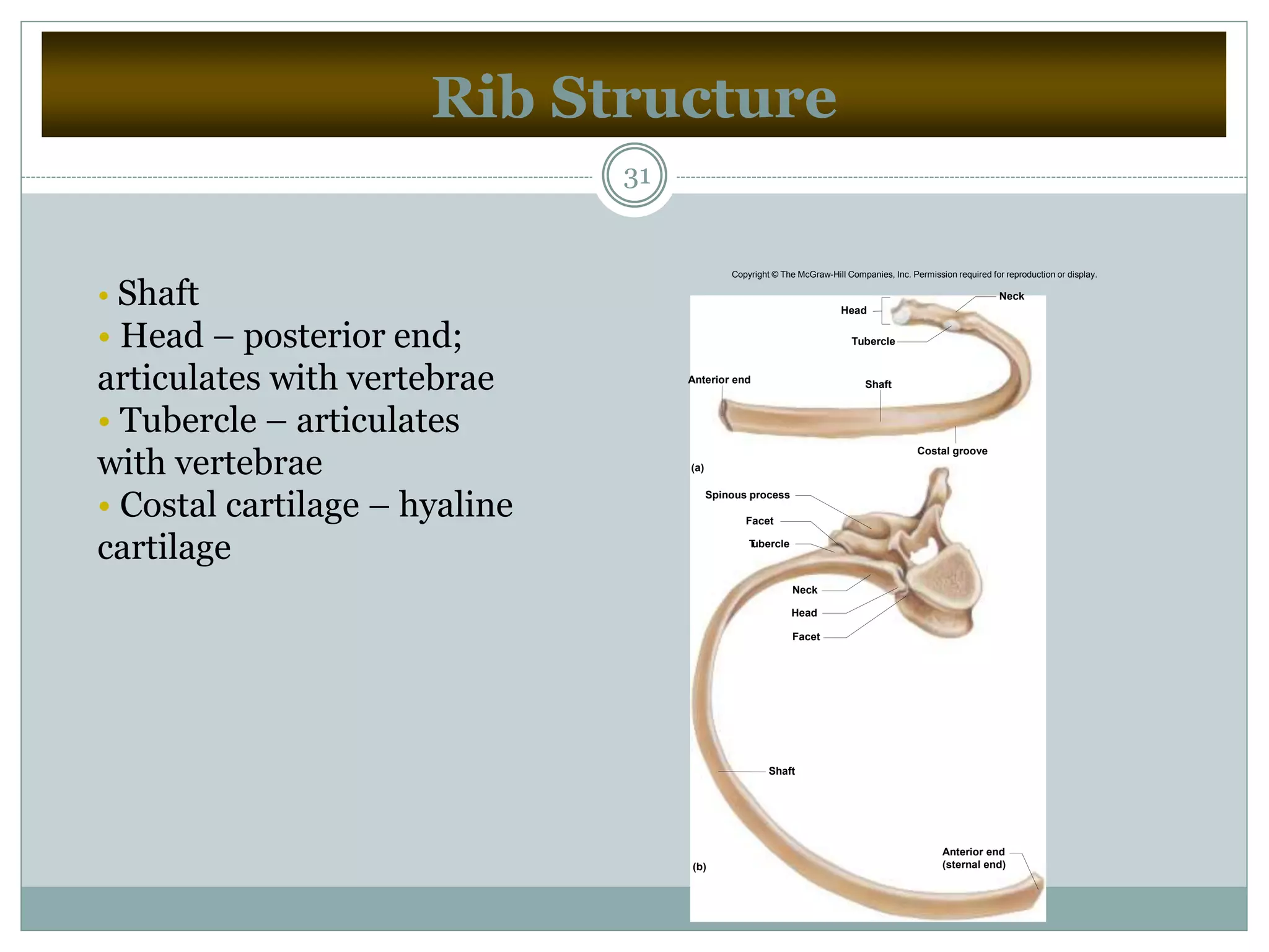 Rib Structure
31
• Shaft
• Head – posterior end;
articulates with vertebrae
• Tubercle – articulates
with vertebrae
• Costal cartilage – hyaline
cartilage
Anterior end
(sternal end)
Shaft
Facet
Head
Neck
Tubercle
Facet
Spinous process
Costal groove
ShaftAnterior end
Head
Tubercle
Neck
(a)
(b)
Copyright © The McGraw-Hill Companies, Inc. Permission required for reproduction or display.
 