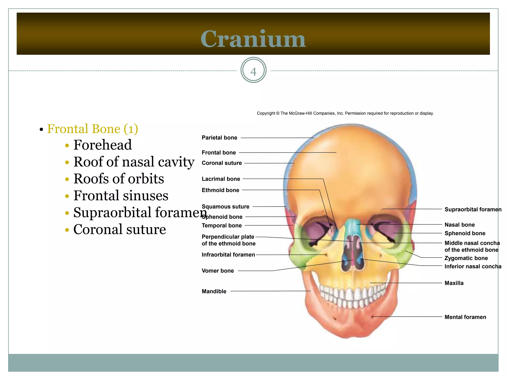 Cranium
4
• Frontal Bone (1)
• Forehead
• Roof of nasal cavity
• Roofs of orbits
• Frontal sinuses
• Supraorbital foramen
• Coronal suture
Parietal bone
Frontal bone
Coronal suture
Lacrimal bone
Ethmoid bone
Squamous suture
Sphenoid bone
Temporal bone
Perpendicular plate
of the ethmoid bone
Infraorbital foramen
Vomer bone
Mandible
Supraorbital foramen
Nasal bone
Sphenoid bone
Middle nasal concha
of the ethmoid bone
Inferior nasal concha
Maxilla
Mental foramen
Zygomatic bone
Copyright © The McGraw-Hill Companies, Inc. Permission required for reproduction or display.
 