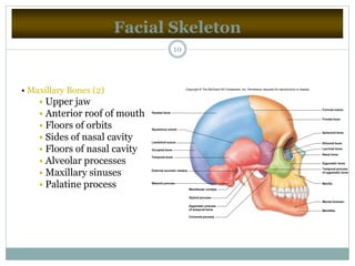 Facial Skeleton
10
• Maxillary Bones (2)
• Upper jaw
• Anterior roof of mouth
• Floors of orbits
• Sides of nasal cavity
• Floors of nasal cavity
• Alveolar processes
• Maxillary sinuses
• Palatine process
Coronal suture
Frontal bone
Sphenoid bone
Ethmoid bone
Lacrimal bone
Nasal bone
Zygomatic bone
Maxilla
Mental foramen
Mandible
Coronoid process
Styloid process
Mandibular condyle
Mastoid process
External acoustic meatus
Temporal process
of zygomatic bone
Zygomatic process
of temporal bone
Occipital bone
Temporal bone
Parietal bone
Lambdoid suture
Squamous suture
Copyright © The McGraw-Hill Companies, Inc. Permission required for reproduction or display.
 