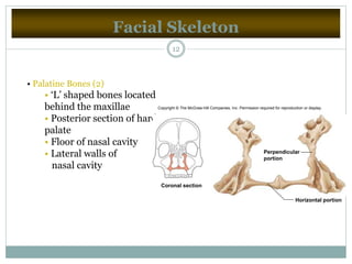 Facial Skeleton
12
• Palatine Bones (2)
• ‘L’ shaped bones located
behind the maxillae
• Posterior section of hard
palate
• Floor of nasal cavity
• Lateral walls of
nasal cavity
Coronal section
Horizontal portion
Perpendicular
portion
Copyright © The McGraw-Hill Companies, Inc. Permission required for reproduction or display.
 