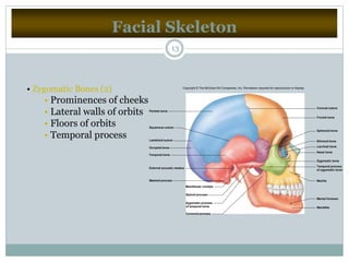 Facial Skeleton
13
• Zygomatic Bones (2)
• Prominences of cheeks
• Lateral walls of orbits
• Floors of orbits
• Temporal process
Coronal suture
Frontal bone
Sphenoid bone
Ethmoid bone
Lacrimal bone
Nasal bone
Zygomatic bone
Maxilla
Mental foramen
Mandible
Coronoid process
Styloid process
Mandibular condyle
Mastoid process
External acoustic meatus
Temporal process
of zygomatic bone
Zygomatic process
of temporal bone
Occipital bone
Temporal bone
Parietal bone
Lambdoid suture
Squamous suture
Copyright © The McGraw-Hill Companies, Inc. Permission required for reproduction or display.
 