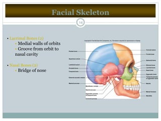 Facial Skeleton
14
• Lacrimal Bones (2)
• Medial walls of orbits
• Groove from orbit to
nasal cavity
• Nasal Bones (2)
• Bridge of nose
Coronal suture
Frontal bone
Sphenoid bone
Ethmoid bone
Lacrimal bone
Nasal bone
Zygomatic bone
Maxilla
Mental foramen
Mandible
Coronoid process
Styloid process
Mandibular condyle
Mastoid process
External acoustic meatus
Temporal process
of zygomatic bone
Zygomatic process
of temporal bone
Occipital bone
Temporal bone
Parietal bone
Lambdoid suture
Squamous suture
Copyright © The McGraw-Hill Companies, Inc. Permission required for reproduction or display.
 
