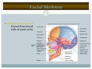 Facial Skeleton
16
• Inferior Nasal Conchae (2)
• Extend from lateral
walls of nasal cavity
Copyright © The McGraw-Hill Companies, Inc. Permission required for reproduction or display.
Coronal suture
Frontal bone
Nasal bone
Palatine bone
Vomer bone
Alveolar processes
Inferior nasal concha
Maxilla
Palatine process
of maxilla
Styloid process
Sphenoidal sinus
Mandible
Perpendicular plate
(nasal septum)
Frontal sinus
Crista galli
Cribriform plate
Foramen magnum
Jugular foramen
Internal acoustic meatus
Sella turcica
Occipital bone
Parietal bone
Temporal bone
Lambdoid suture
Squamous suture
Sphenoid bone
Hypoglossal canal
Mastoid process
Ethmoid
bone
 