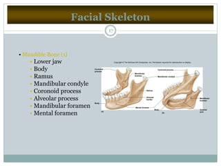 Facial Skeleton
17
• Mandible Bone (1)
• Lower jaw
• Body
• Ramus
• Mandibular condyle
• Coronoid process
• Alveolar process
• Mandibular foramen
• Mental foramen
Coronoid
process
Mandibular
foramen Mandibular condyle
Ramus
Alveolar
border
Mental foramen
Body
Body Alveolar
arch
Mandibular
foramen
Coronoid process
(a)
(b)
Copyright © The McGraw-Hill Companies, Inc. Permission required for reproduction or display.
 