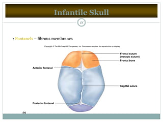 Infantile Skull
18
• Fontanels – fibrous membranes
(b)
Anterior fontanel
Posterior fontanel
Frontal bone
Frontal suture
(metopic suture)
Sagittal suture
Copyright © The McGraw-Hill Companies, Inc. Permission required for reproduction or display.
 
