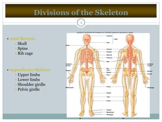 Divisions of the Skeleton
2
• Axial Skeleton
• Skull
• Spine
• Rib cage
• Appendicular Skeleton
• Upper limbs
• Lower limbs
• Shoulder girdle
• Pelvic girdle
Hyoid
Cranium
Face
Clavicle
Scapula
Sternum
Ribs
Humerus
Ulna
Hip
bone
Radius
Femur
Patella
Tibia
Fibula
Tarsals
Metatarsals
Phalanges
Phalanges
Skull
Vertebral
column
Vertebral
column
Sacrum
Coccyx
Carpals
Metacarpals
(a) (b)
Copyright © The McGraw-Hill Companies, Inc. Permission required for reproduction or display.
 