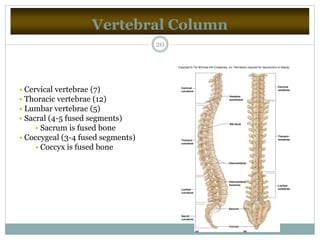 Vertebral Column
20
• Cervical vertebrae (7)
• Thoracic vertebrae (12)
• Lumbar vertebrae (5)
• Sacral (4-5 fused segments)
• Sacrum is fused bone
• Coccygeal (3-4 fused segments)
• Coccyx is fused bone
(b)(a)
Cervical
curvature
Thoracic
curvature
Lumbar
curvature
Lumbar
vertebrae
Thoracic
vertebrae
Cervical
vertebrae
Sacral
curvature
Vertebra
prominens
Rib facet
Intervertebral
Intervertebral
foramina
Sacrum
Coccyx
Copyright © The McGraw-Hill Companies, Inc. Permission required for reproduction or display.
 