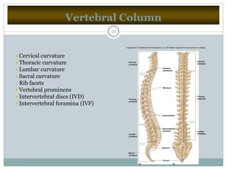 Vertebral Column
21
• Cervical curvature
• Thoracic curvature
• Lumbar curvature
• Sacral curvature
• Rib facets
• Vertebral prominens
• Intervertebral discs (IVD)
• Intervertebral foramina (IVF)
(b)(a)
Cervical
curvature
Thoracic
curvature
Lumbar
curvature
Lumbar
vertebrae
Thoracic
vertebrae
Cervical
vertebrae
Sacral
curvature
Vertebra
prominens
Rib facet
Intervertebral
Intervertebral
foramina
Sacrum
Coccyx
Copyright © The McGraw-Hill Companies, Inc. Permission required for reproduction or display.
 