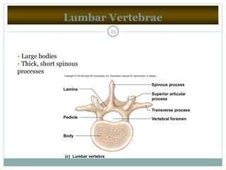 Lumbar Vertebrae
25
• Large bodies
• Thick, short spinous
processes
(c) Lumbar vertebra
Lamina
Pedicle
Body
Vertebral foramen
Spinous process
Superior articular
process
Transverse process
Copyright © The McGraw-Hill Companies, Inc. Permission required for reproduction or display.
 