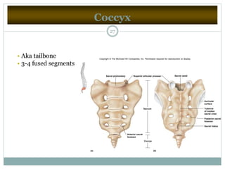 Coccyx
27
• Aka tailbone
• 3-4 fused segments
Sacral canal
Tubercle
of median
sacral crest
Auricular
surface
Posterior sacral
foramen
Sacral hiatus
Coccyx
Sacrum
Superior articular processSacral promontory
Anterior sacral
foramen
(a) (b)
Copyright © The McGraw-Hill Companies, Inc. Permission required for reproduction or display.
 